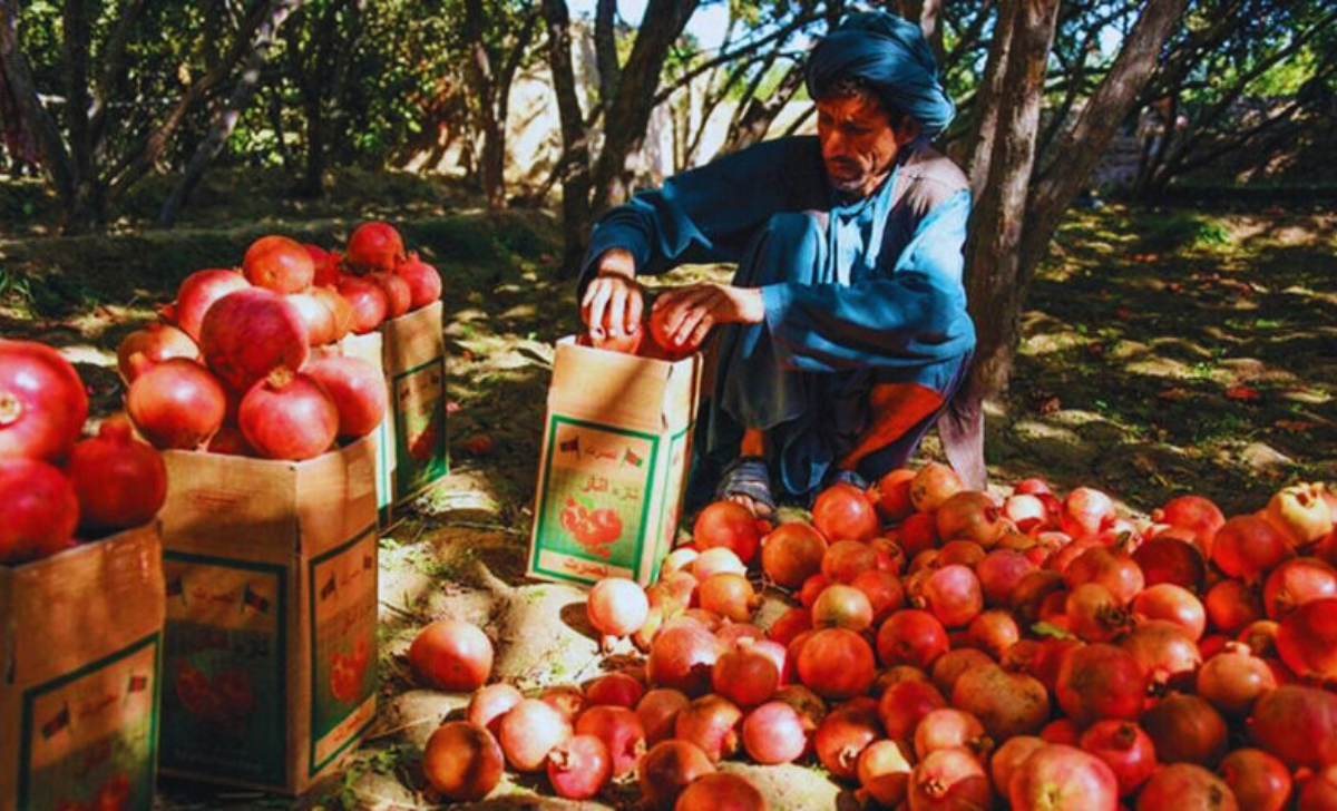 Urgent Fruit Picking Jobs in Australia with Visa Sponsorship 2025 2 Urgent Fruit Picking Jobs in Australia with visa sponsorship 2025