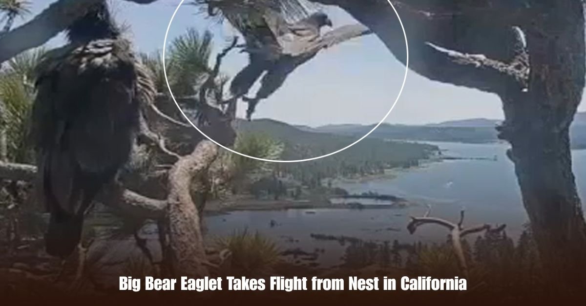 6 on Private Jet Presumed Dead After Crash Into San Diego Neighborhood 33