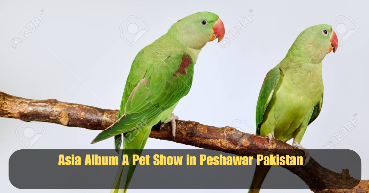 Asia Album A Pet Show in Peshawar Pakistan 2 Add a heading 10