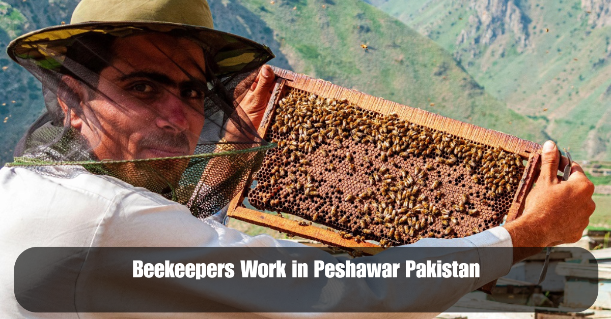 Beekeepers Work in Peshawar Pakistan 2 Add a heading 2025 06 14T144107.566