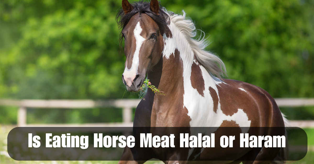 Is Eating Horse Meat Halal or Haram 2 Add a heading 2025 06 14T164313.873