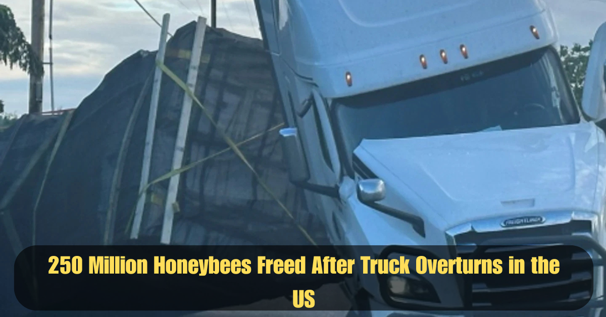 250 Million Honeybees Freed After Truck Overturns in the US 2 Add a heading 39