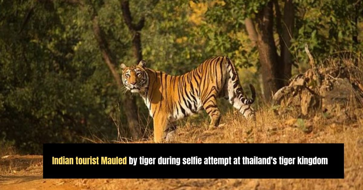 Indian tourist Mauled by tiger during selfie attempt at thailand's tiger kingdom 2 Diddys disturbing courtroom revelations applesauce burgers and abuse allegations shock manhattan trial 35 1