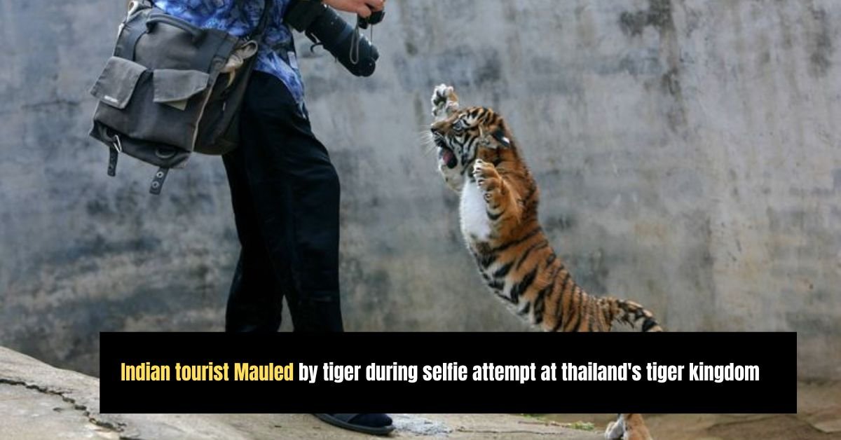 Indian tourist Mauled by tiger during selfie attempt at thailand's tiger kingdom 3 Diddys disturbing courtroom revelations applesauce burgers and abuse allegations shock manhattan trial 36