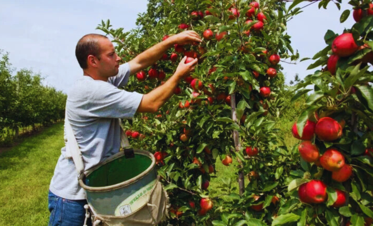 Fruit Picking and Packing Jobs in Japan with Visa Sponsorship 2025 2 Fruit Picking and Packing Jobs in Japan with Visa Sponsorship 2025