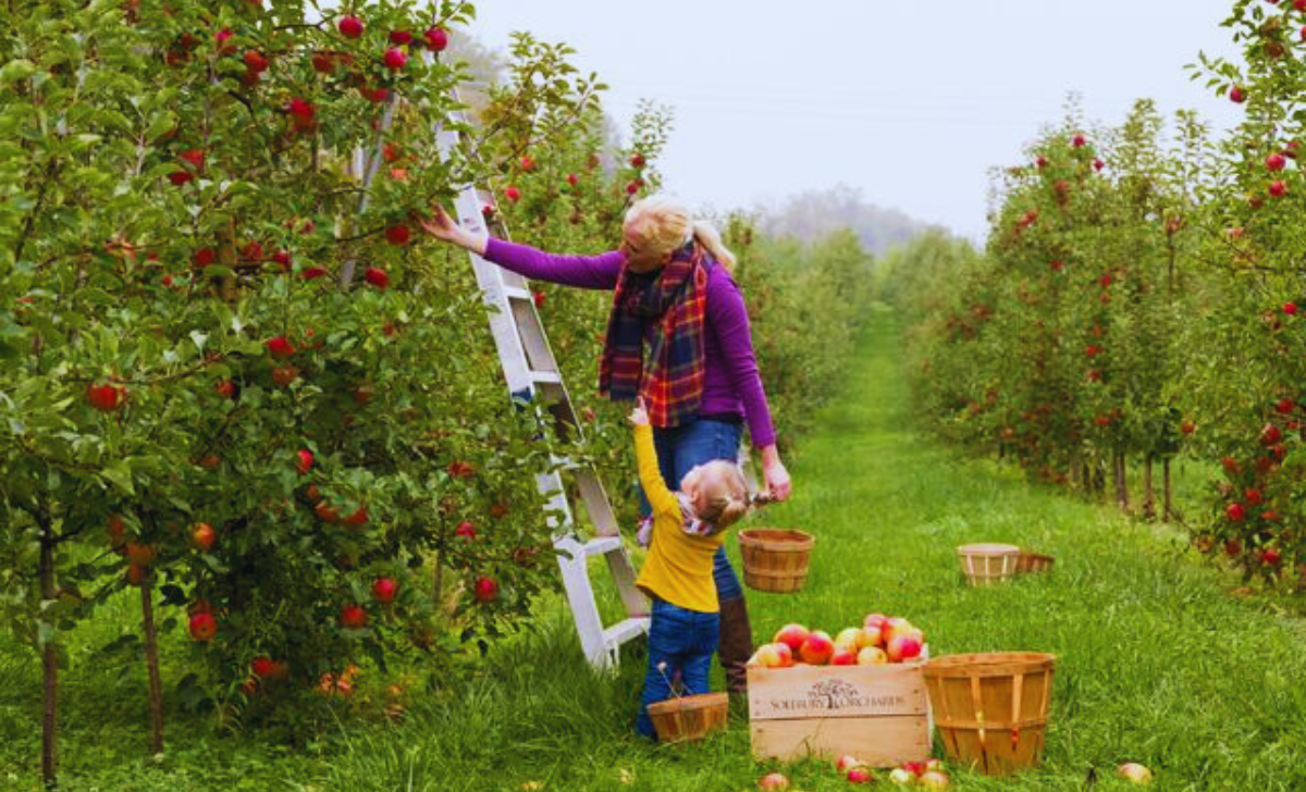 Fruit Picking and Packing Jobs in Japan with Visa Sponsorship 2025 3 Fruit Picking and Packing Jobs in Japan with Visa Sponsorship 2025