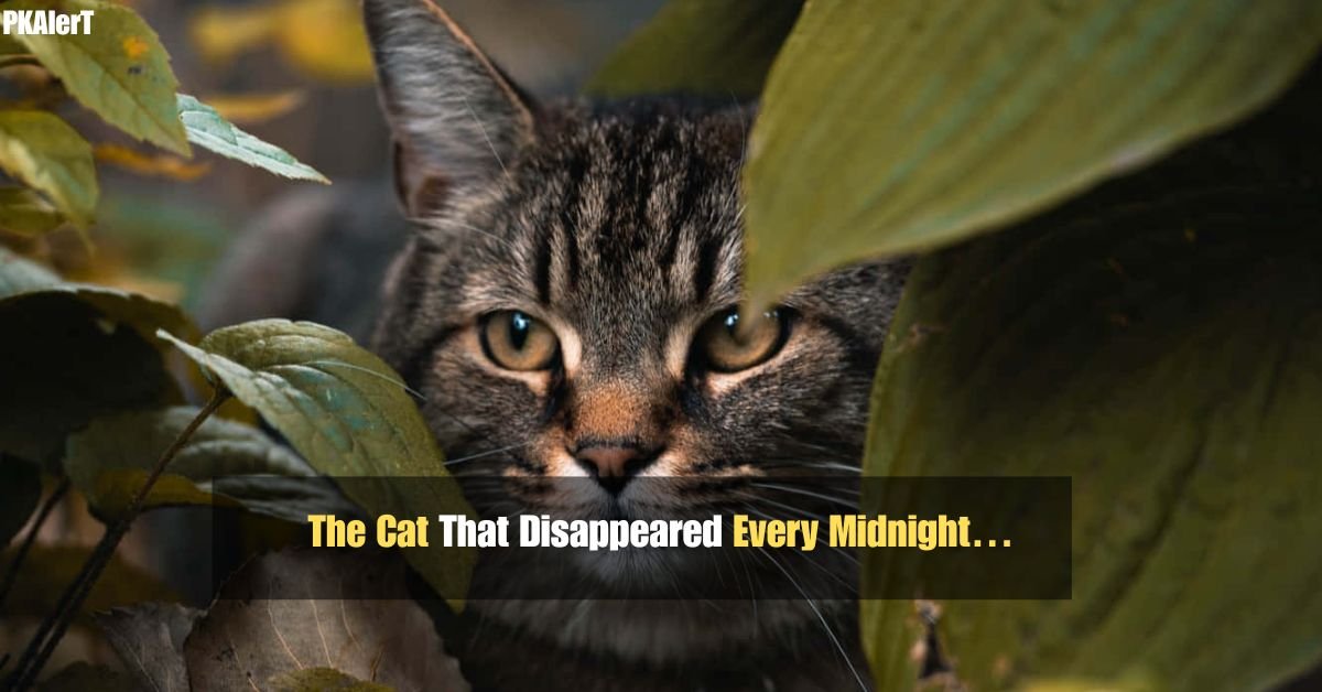 The Cat That Disappeared Every Midnight… 3 Hardworking Mans Clever Strategy To Beat The Winter Cold During Work Hours Goes Viral 99 1