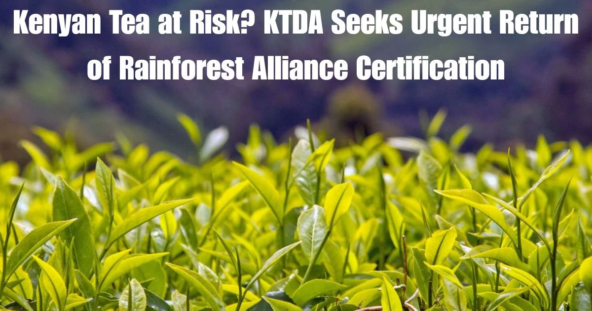 Kenyan Tea at Risk? KTDA Seeks Urgent Return of Rainforest Alliance Certification