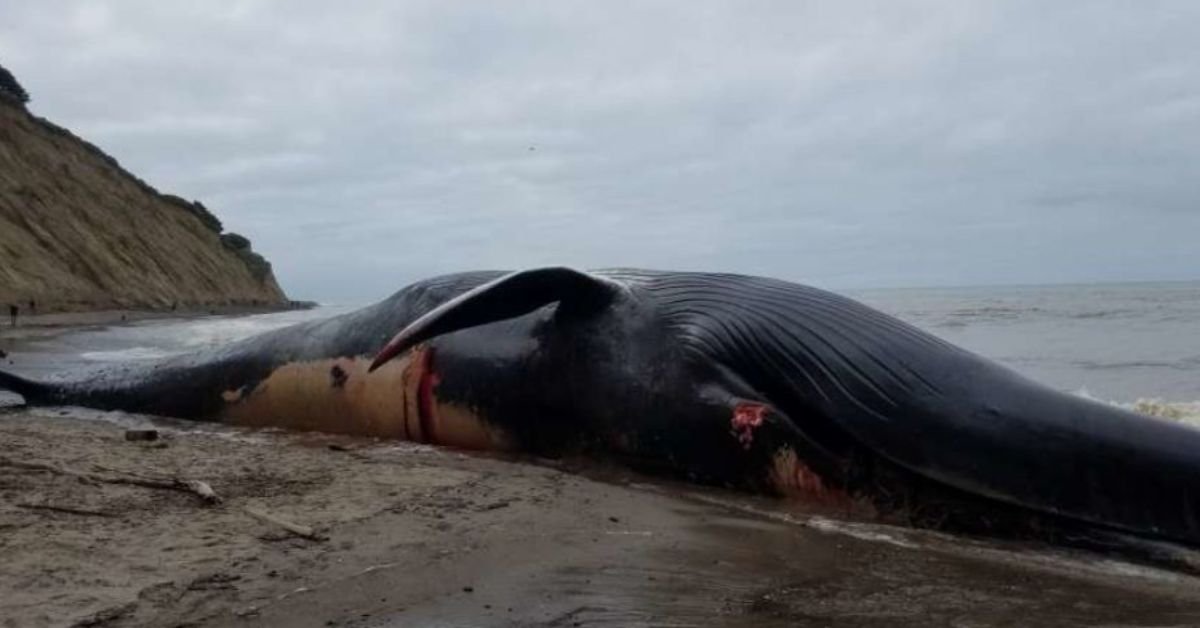 Pakistan's Marine Shocker: Blue Whale Found Lifeless Near Gwadar Bay 2 Pakistans Marine Shocker Blue Whale Found Lifeless Near Gwadar Bay 1