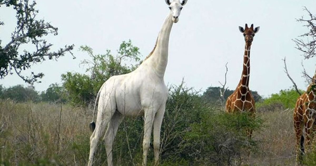 Poachers Kill Two Rare White Giraffes in Kenya—Only One Left on Earth 3 Poachers Kill Two Rare White Giraffes in Kenya—Only One Left on Earth