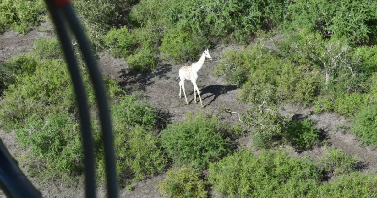Poachers Kill Two Rare White Giraffes in Kenya—Only One Left on Earth 2 Poachers Kill Two Rare White Giraffes in Kenya—Only One Left on Earth