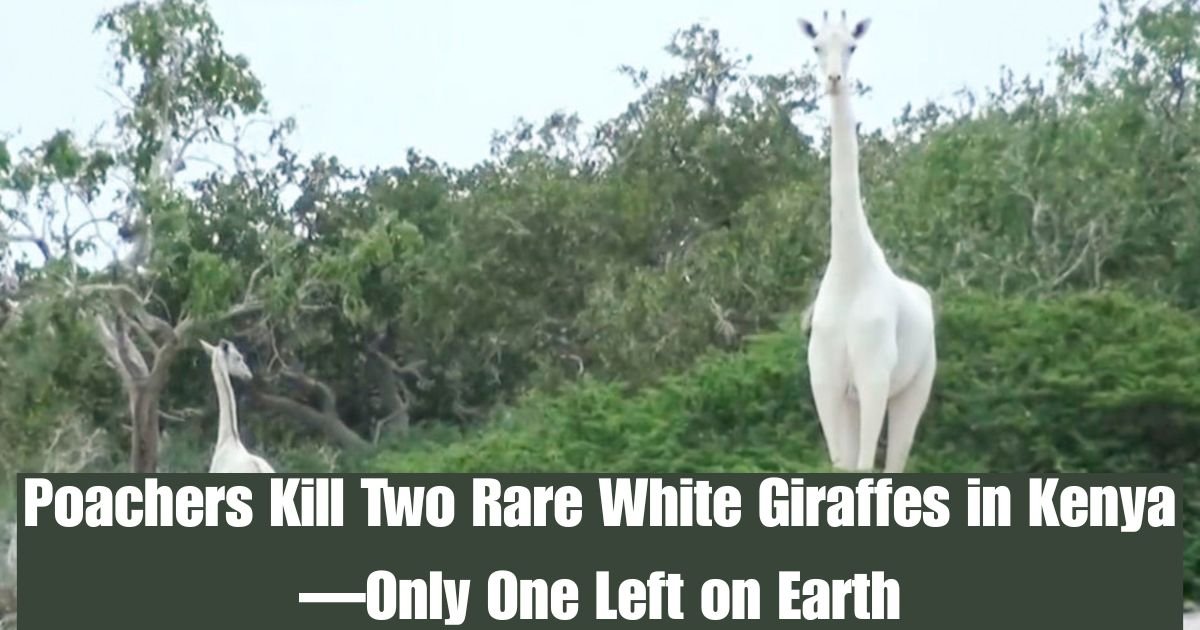 What Episode of Love Island USA Is On Tonight