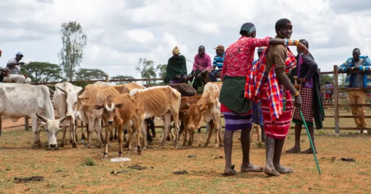 The Hidden Threat: Few Know Q Fever Is Spreading in Kenya’s Livestock Regions 2 The Hidden Threat: Few Know Q Fever Is Spreading in Kenya’s Livestock Regions