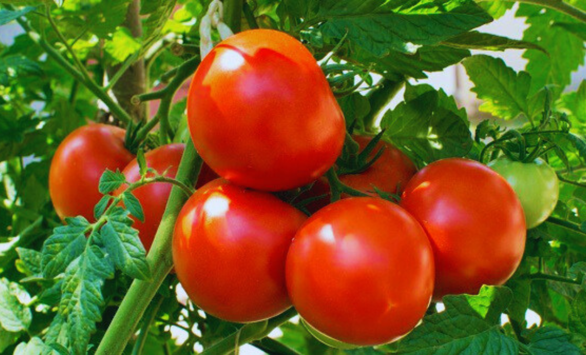 Tomatoes Picking Jobs in South Africa with Visa Sponsorship 2025: A Complete Guide 3 Tomatoes Picking Jobs in South Africa with visa sponsorship 2025