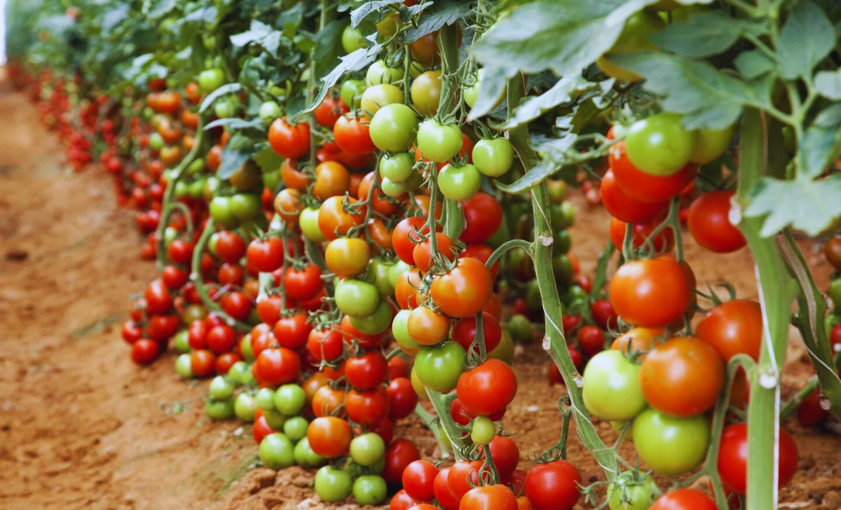 Tomatoes Picking Jobs in South Africa with Visa Sponsorship 2025: A Complete Guide 2 Tomatoes Picking Jobs in South Africa with visa sponsorship 2025