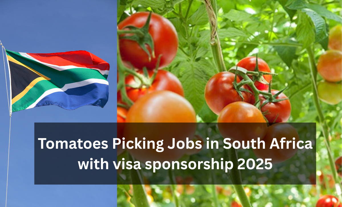 Tomatoes Picking Jobs in South Africa with visa sponsorship 2025