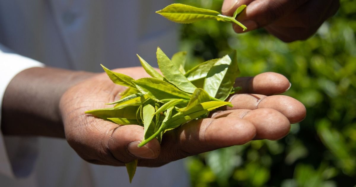 Kenyan Tea at Risk? KTDA Seeks Urgent Return of Rainforest Alliance Certification 2 Kenyan Tea at Risk? KTDA Seeks Urgent Return of Rainforest Alliance Certification