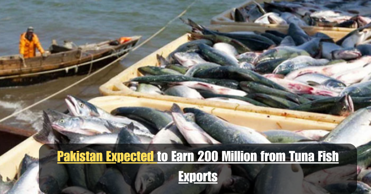 Pakistan Expected to Earn 200 Million from Tuna Fish Exports 2 Add a heading 40