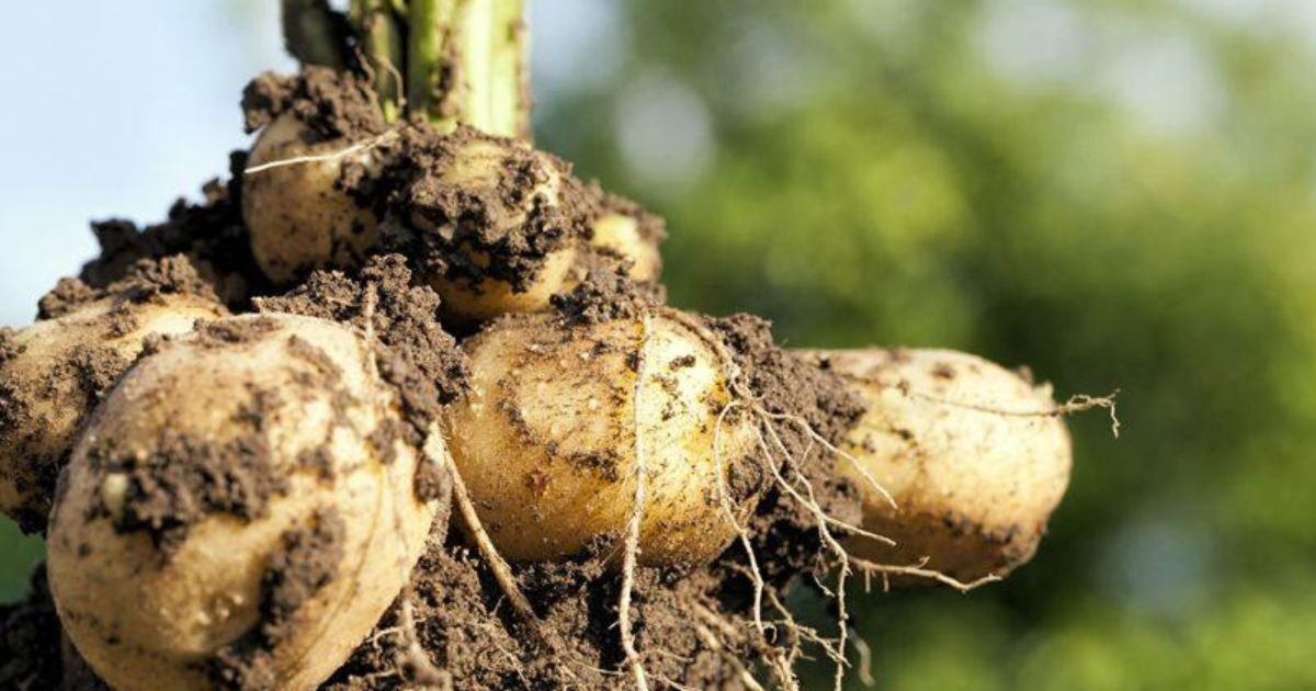 Hybrid Potato Revolution Begins in Kenya: What Farmers Need to Know 2 Hybrid Potato Revolution Begins in Kenya: What Farmers Need to Know