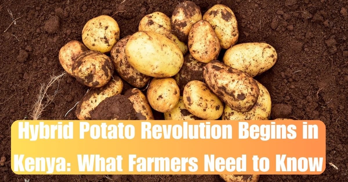 Hybrid Potato Revolution Begins in Kenya: What Farmers Need to Know