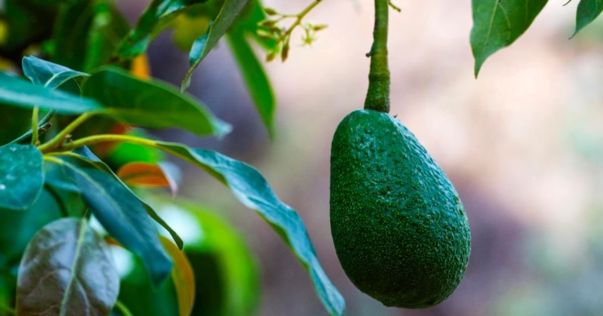 No Avocado Export Ban, Kenya Clarifies Amid Surging Global Demand 2 No Avocado Export Ban, Kenya Clarifies Amid Surging Global Demand