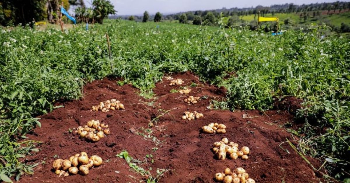 Hybrid Potato Revolution Begins in Kenya: What Farmers Need to Know 3 Hybrid Potato Revolution Begins in Kenya: What Farmers Need to Know