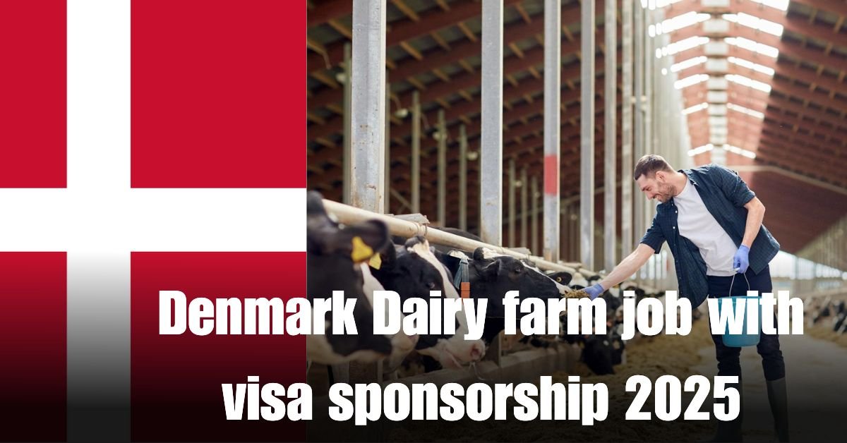 Denmark Dairy farm job with visa sponsorship 2025