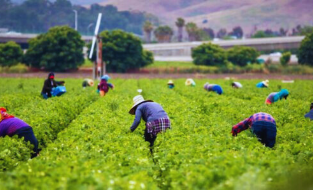 General Farm Worker Jobs in Turkey with Visa Sponsorship 2025