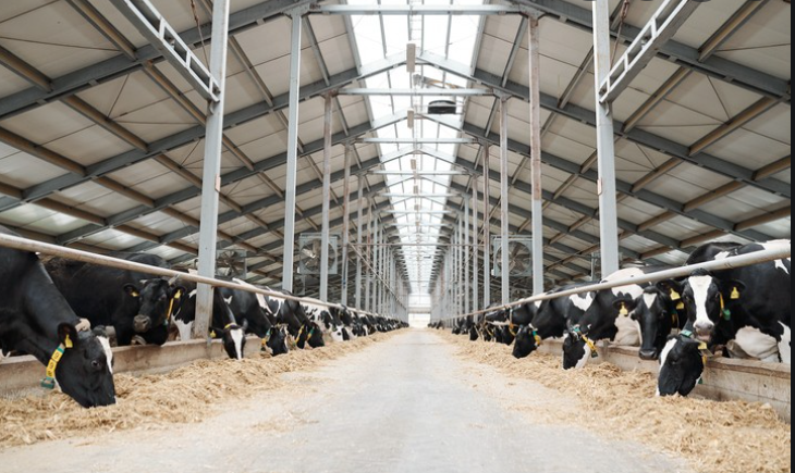 Denmark Dairy Farm Worker Jobs With Visa Sponsorship In 2025