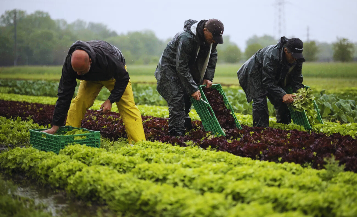 Farm House Jobs in Switzerland with visa sponsorship 2025