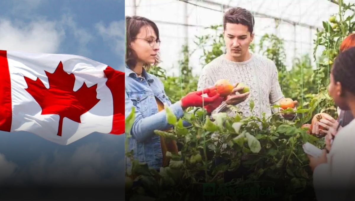 How to Land Top Job Openings in Canada's Growing Sectors