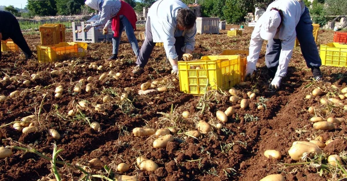 Italy Jobs in Agriculture and Food Processing 2 Untitled design 2025 09 20T163754.447