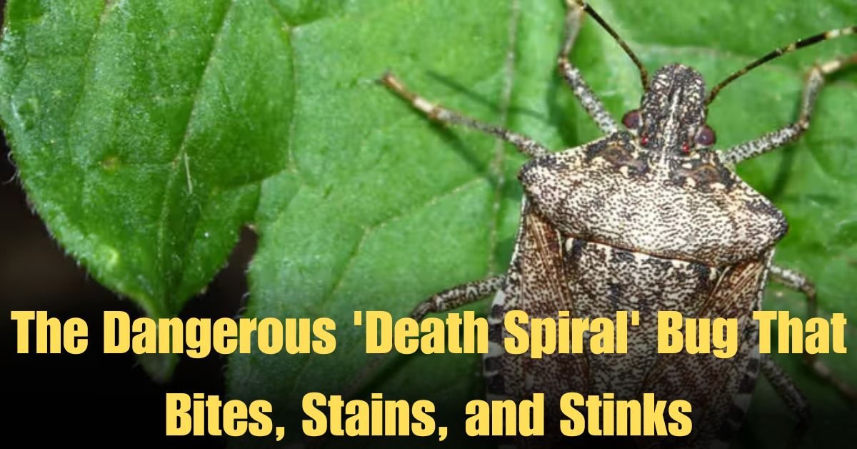 The Dangerous 'Death Spiral' Bug That Bites, Stains, and Stinks
