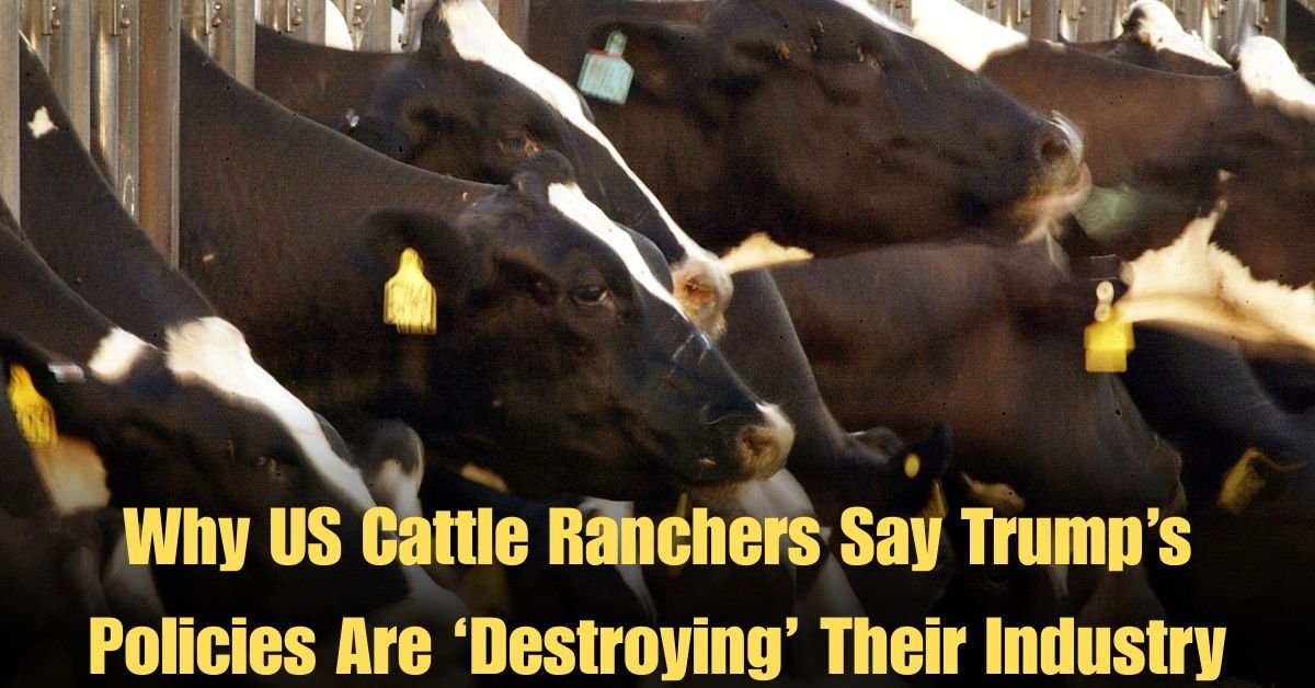 Why US Cattle Ranchers Say Trump’s Policies Are ‘Destroying’ Their Industry