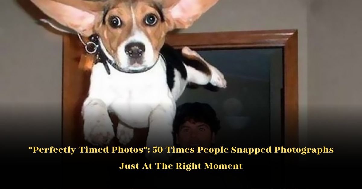 Perfectly Timed Photos: 50 Times People Snapped Photographs Just At The Right Moment